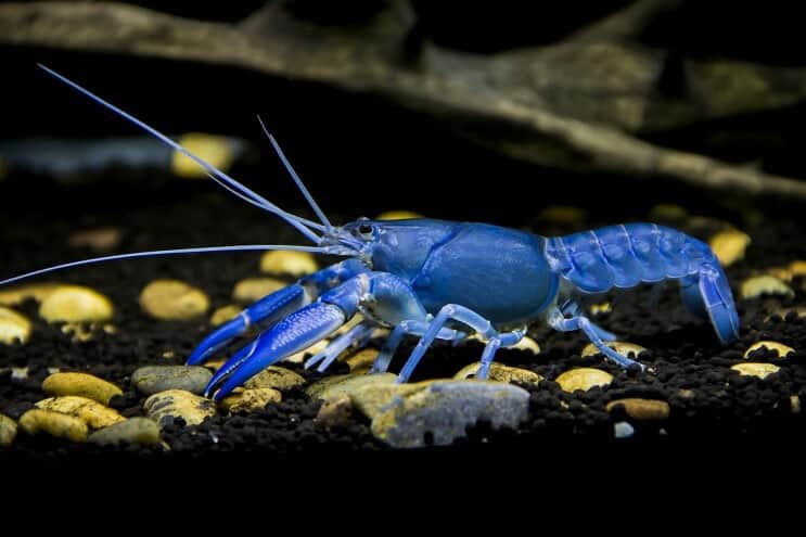 Raci Cherax destructor