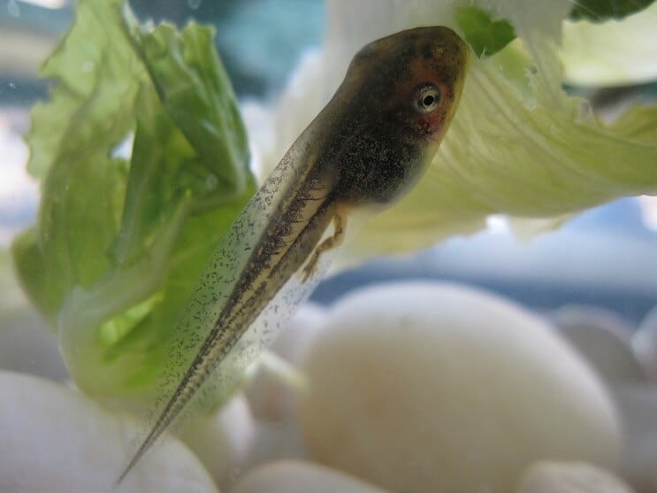 Tadpole într-un acvariu