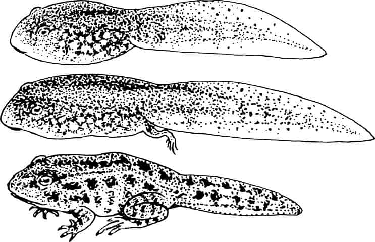 Dezvoltarea unei Tadpole