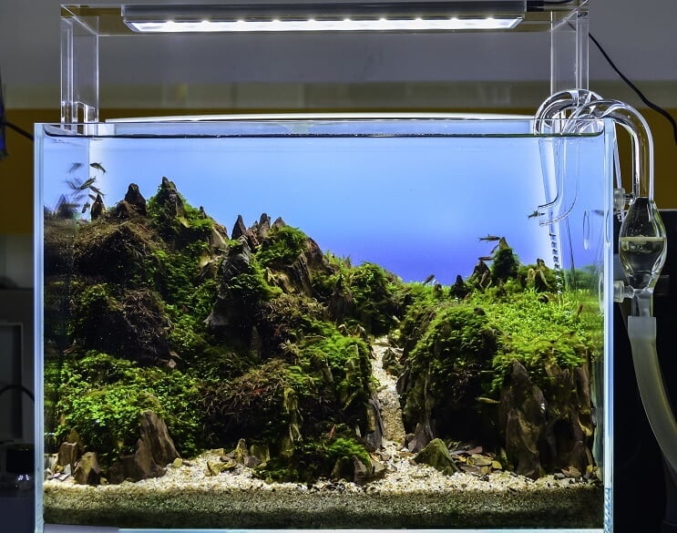 Acvariu Aquascaped