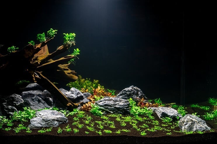 Plantarea acvariului