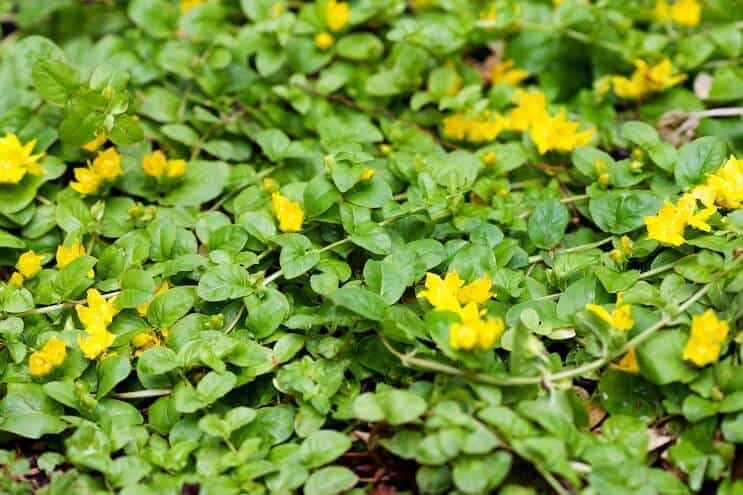 Aurea (Lysimachia nummularia)