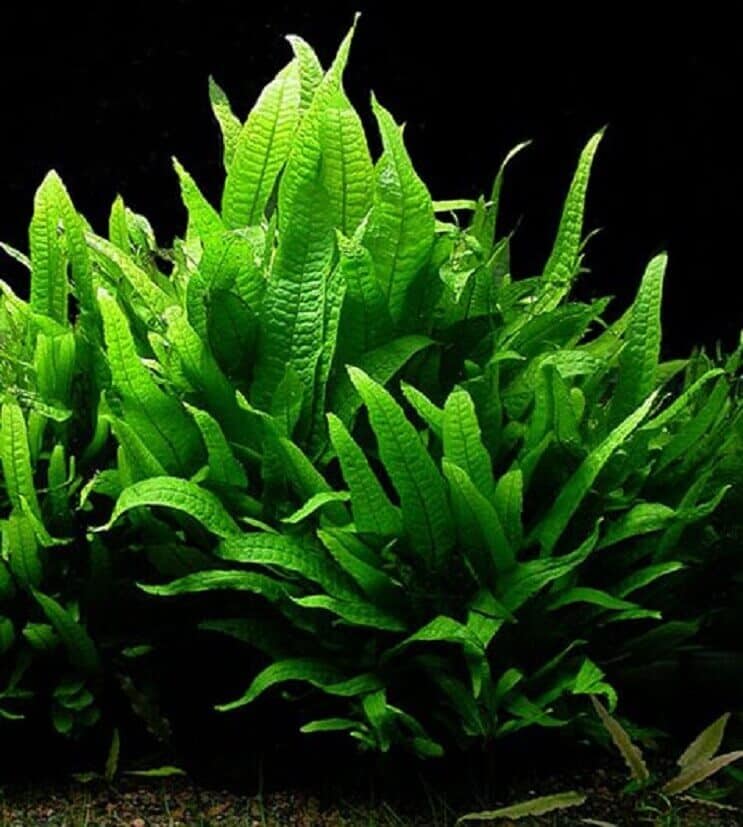 Aspect Java Fern