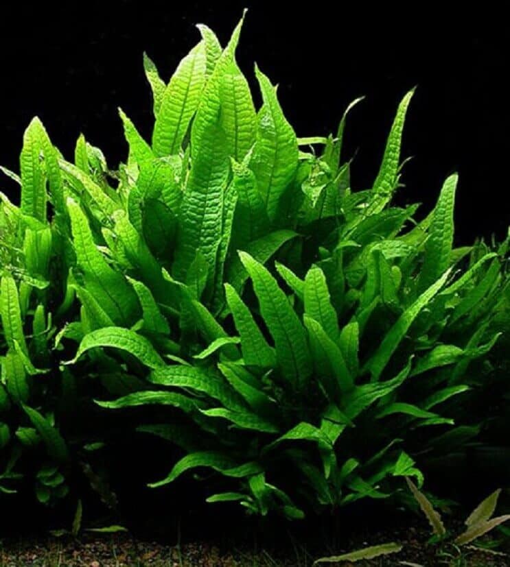 Java Fern: Ghid complet de îngrijire (specii, plantare și propagare)