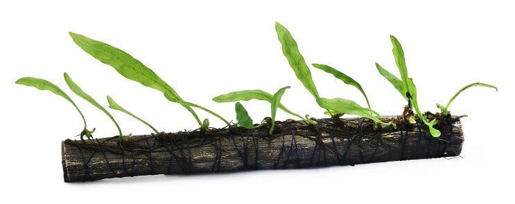 Plantarea