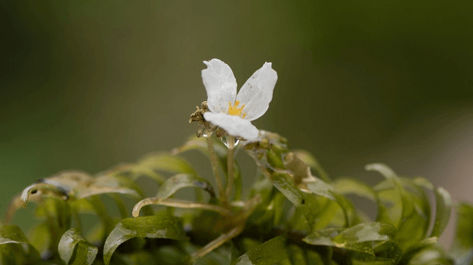 Floarea Anacharis