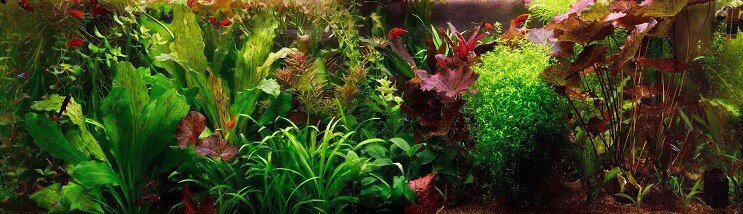 Aquascape olandeză
