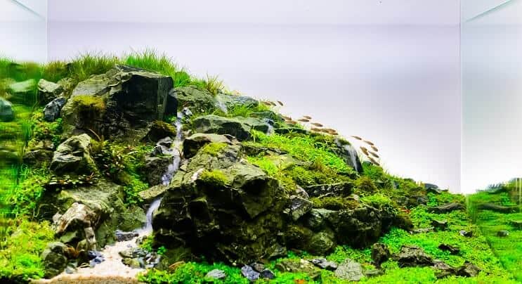 Aquascape natural