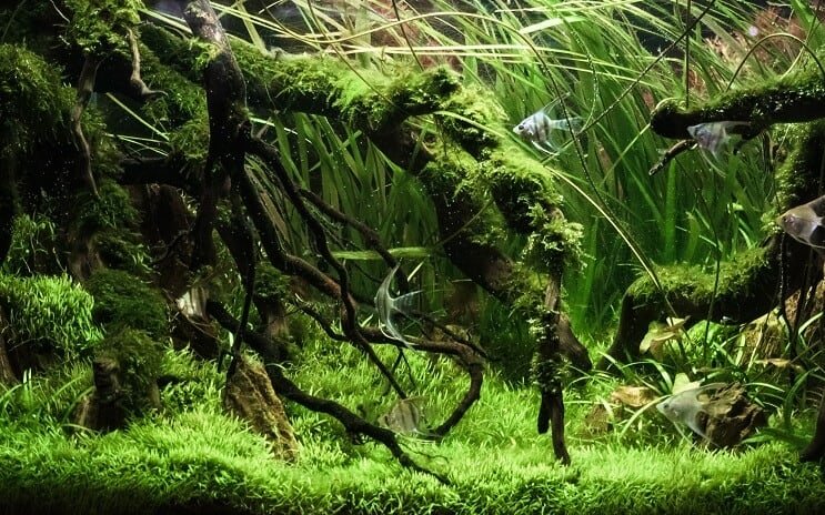 Rezervor plantat