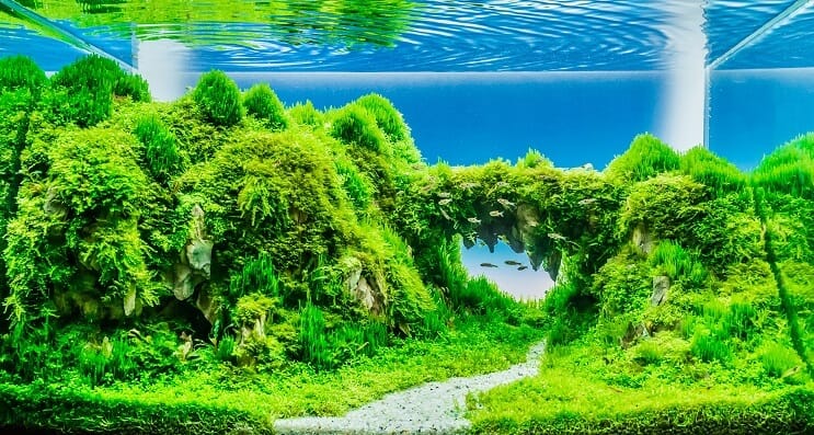 Întrebări frecvente despre tancurile plantate