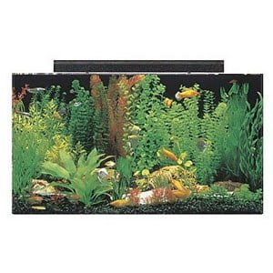 Rezervor de 50 de galoane Ideal pentru un Paludarium mare