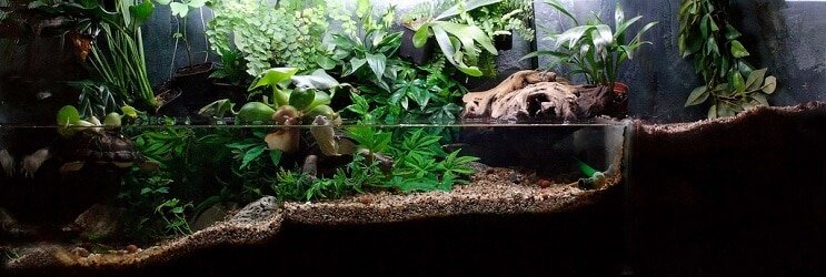 Plante Paludarium