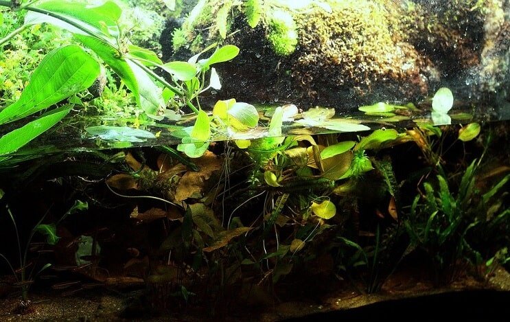 Configurare Paludarium