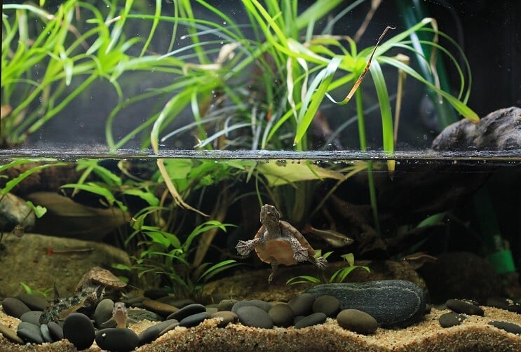 Întreținerea Paludarium