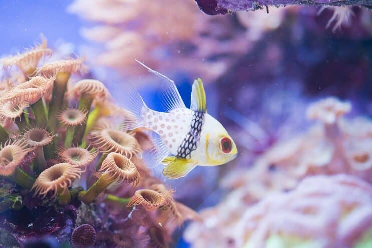 Pijama Cardinalfish