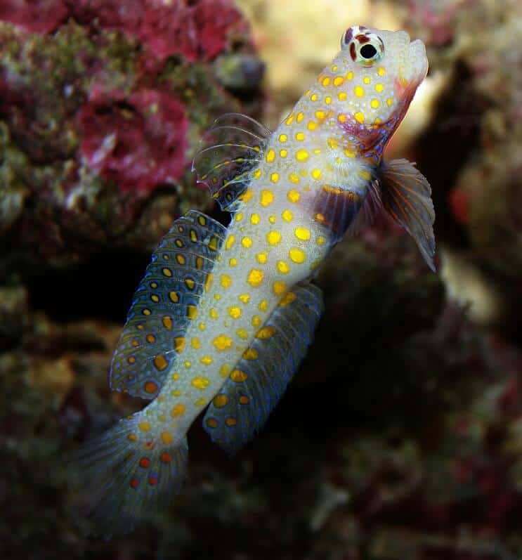 Goby cu pete portocalii