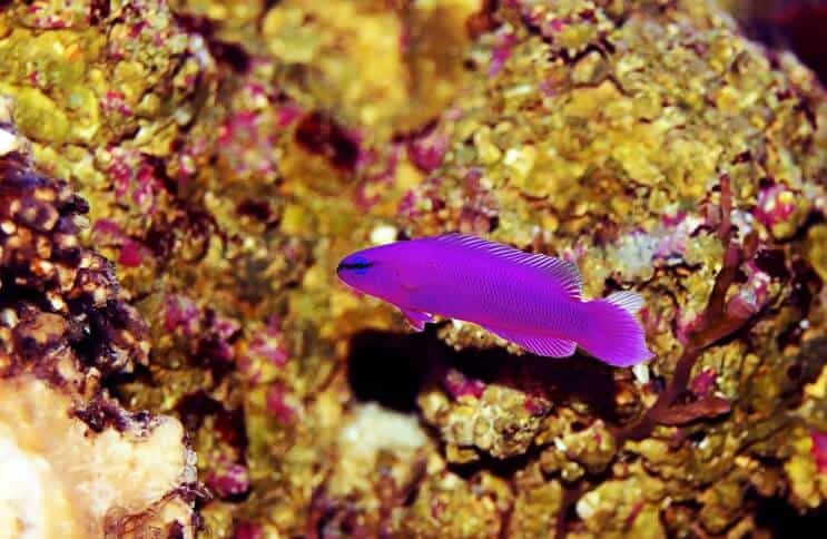 Pește orhidee Dottyback