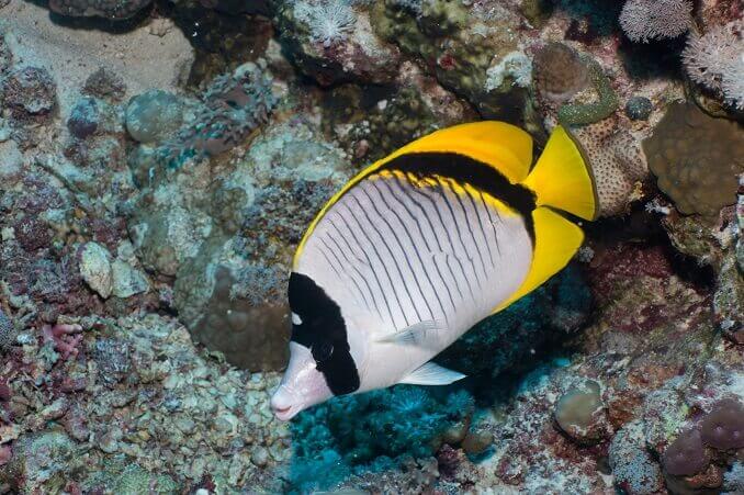 Căptușit Butterflyfish