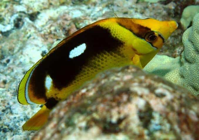 Fourspot Butterflyfish