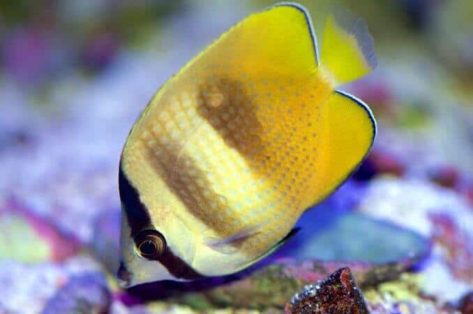 Butterflyfish portocaliu