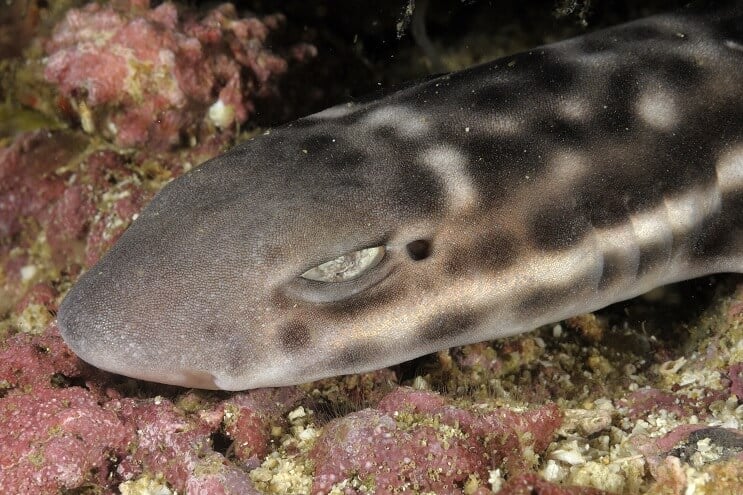Rechin Coral Cat
