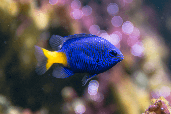 Damselfish cu coadă galbenă