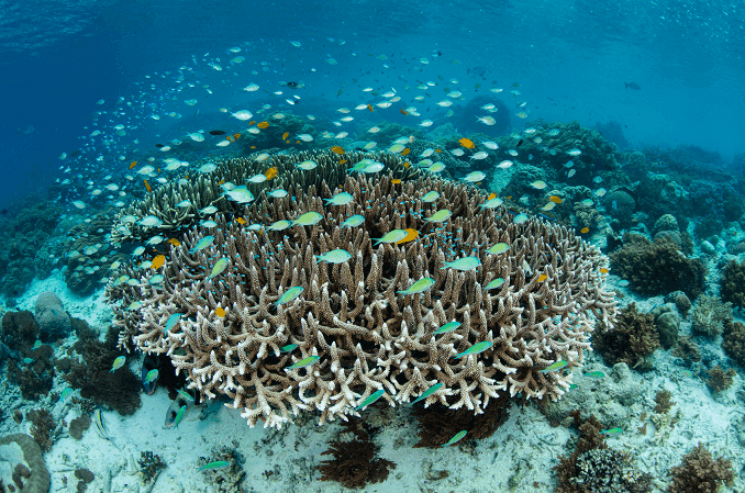 Școala Damselfish