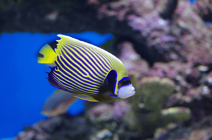 Împăratul adult Angelfish