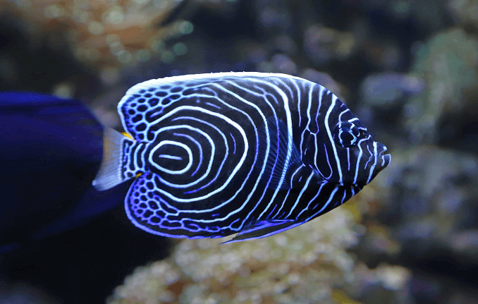 Împăratul juvenil Angelfish
