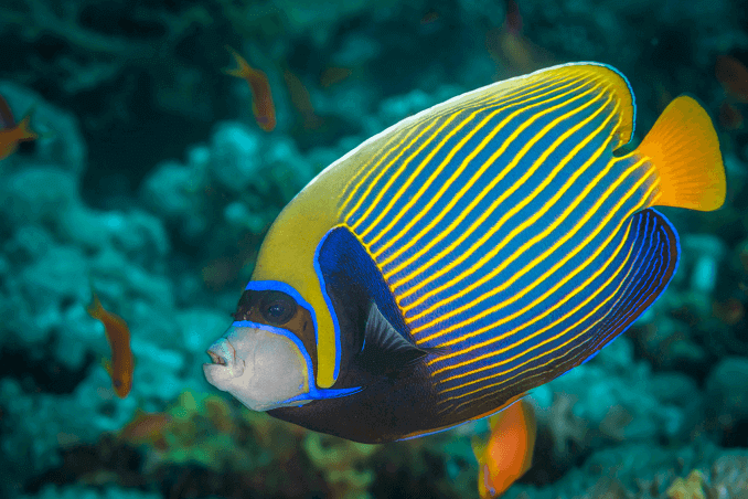 Împăratul Angelfish Three