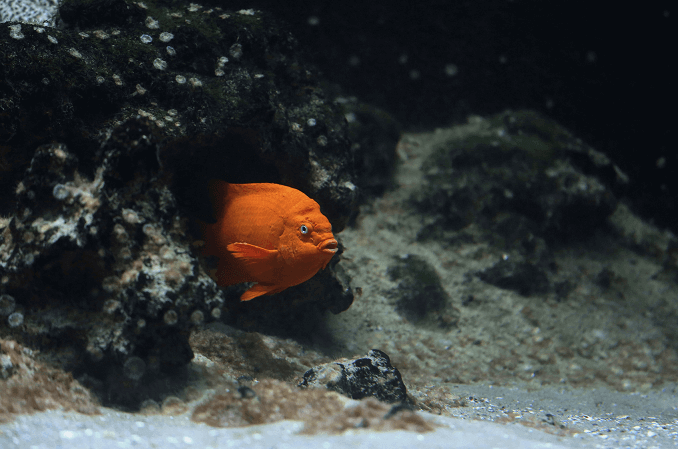 Habitat necesar
