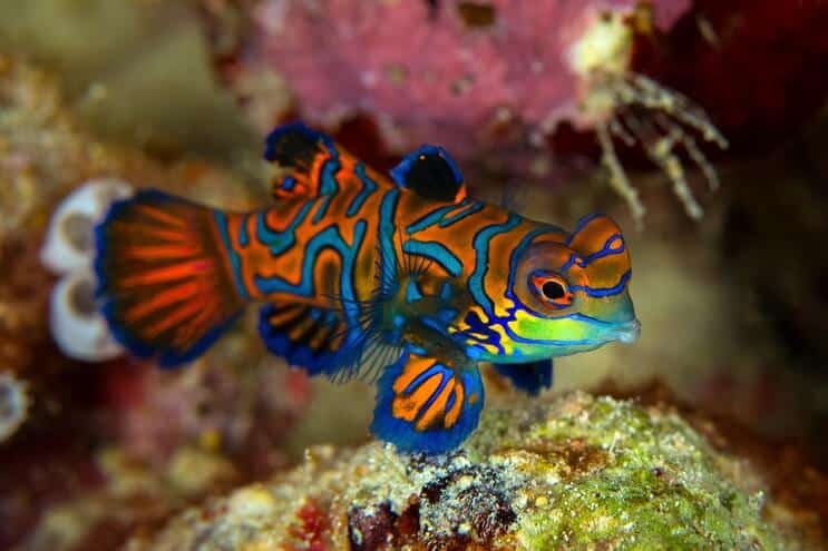 Aspectul Dragonetului Mandarin