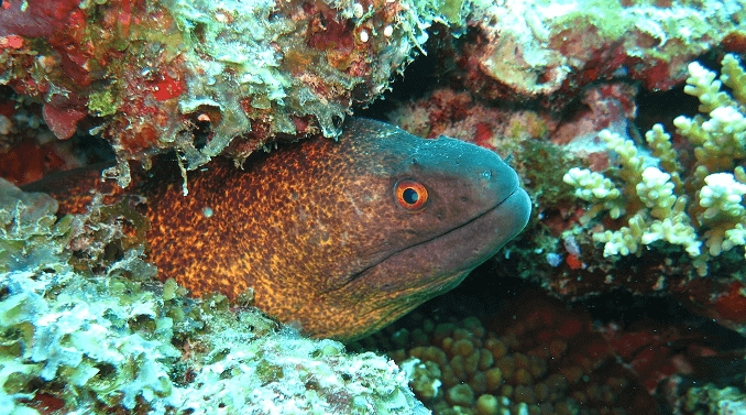 Marginea galbenă Moray Eel