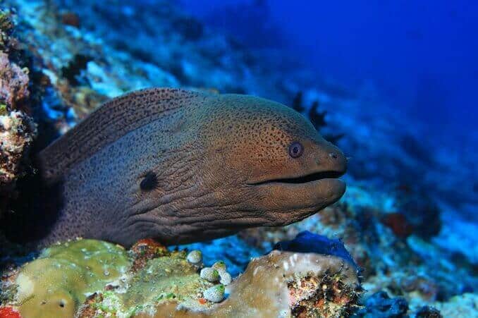 Anghila Moray uriașă
