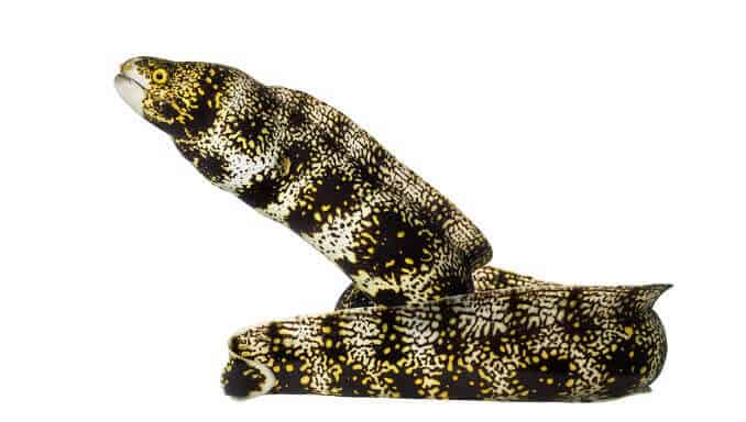 Fulgi de zăpadă Moray Eel