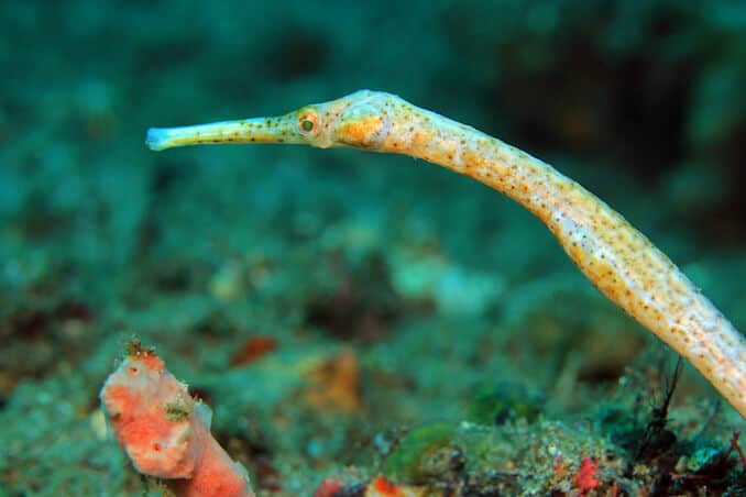 Specii Pipefish