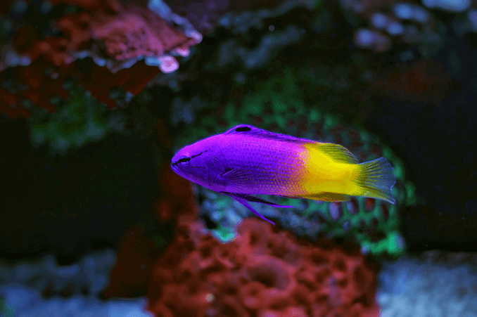 Femei Royal Gramma