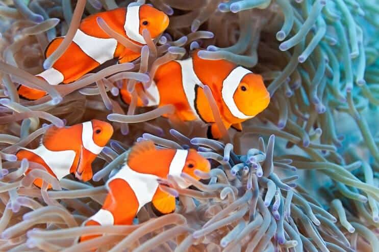 Ghidul definitiv de îngrijire a peștelui clovn: Nemo este peștele pentru tine?