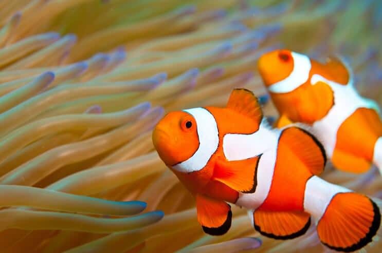 Aspect Clownfish
