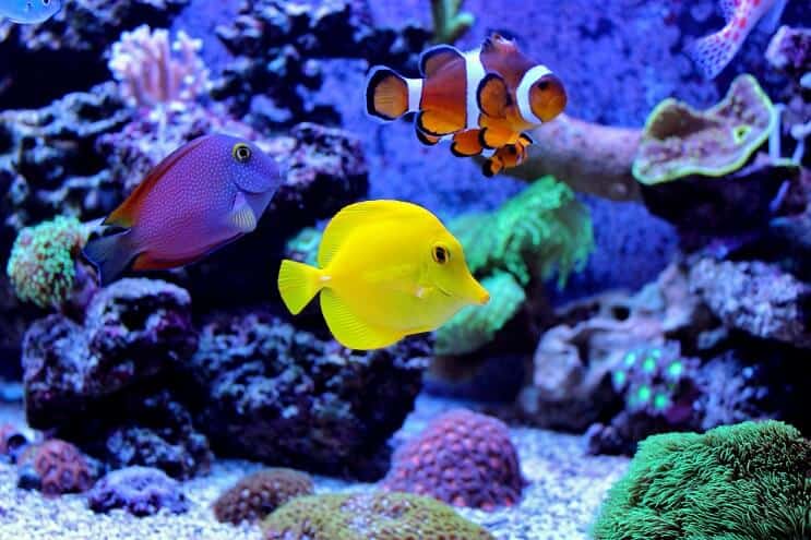 Clownfish Tank Tates