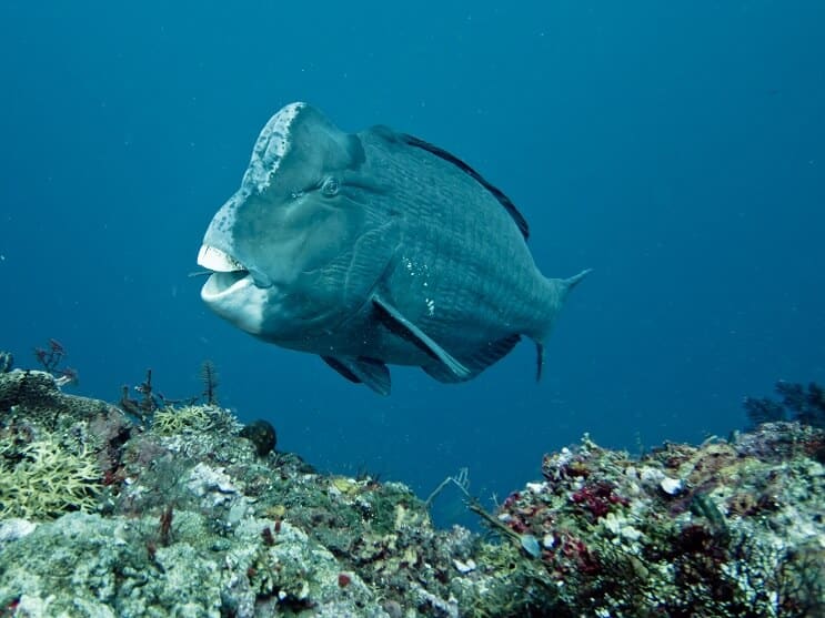 Pește-papagal Humphead