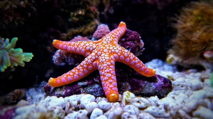 Sea Star în acvariu