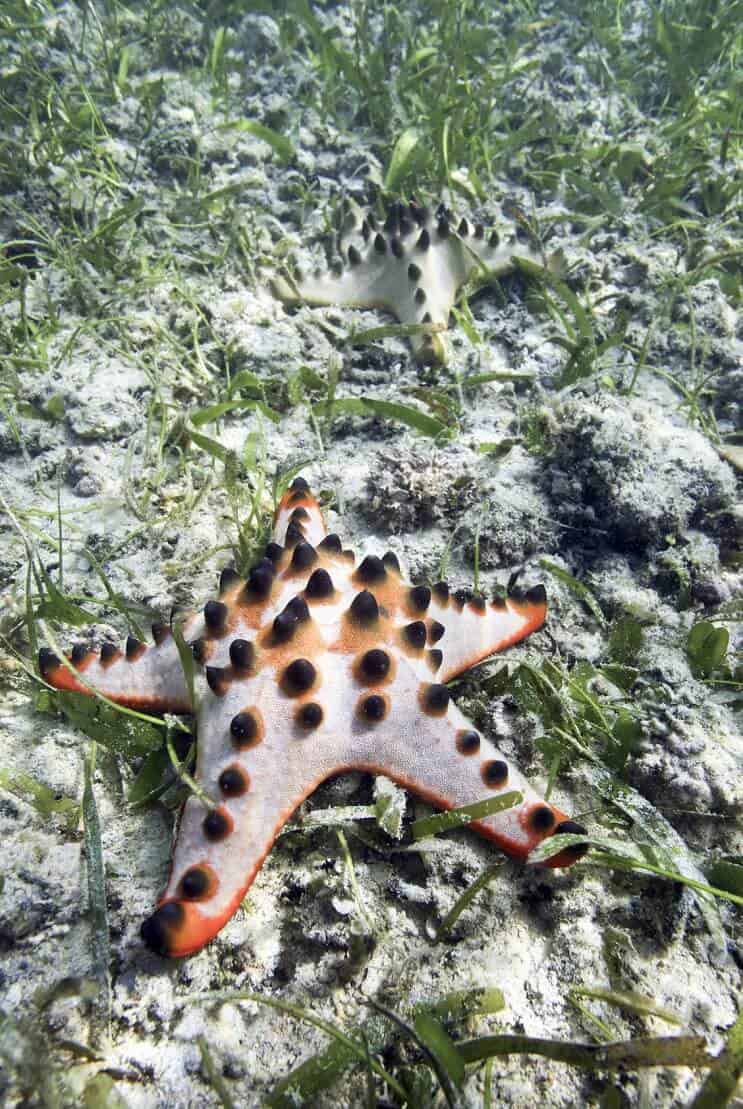 Stea de mare cu ciocolată